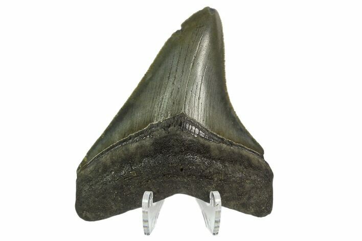 Serrated, Fossil Megalodon Tooth - South Carolina #124193